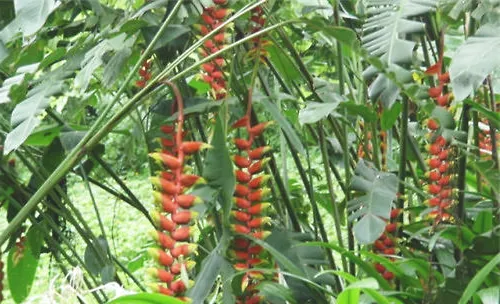 垂花火鸟蕉的栽培要点