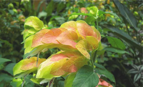 虾衣花的夏季养护要点