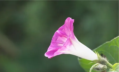 六种花草助你监测空气质量