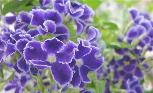 促使紫罗兰开花的两种方法