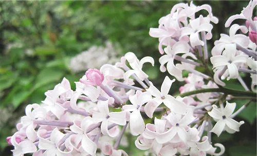 丁香花的药用价值