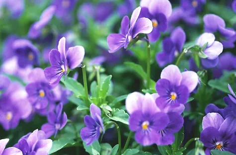 紫罗兰花怎么养？紫罗兰花养殖技巧