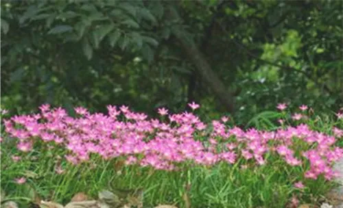 风雨兰的栽培要点