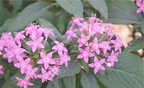 繁星花的品种简介