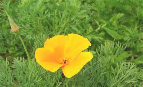 花菱草的品种简介