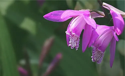 白芨的栽种要点