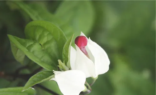 龙吐珠的栽培管理要点