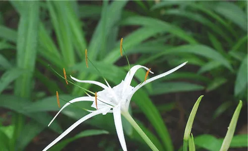 水鬼蕉的栽培要点