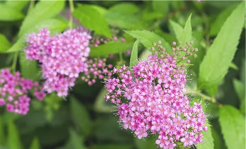 粉花绣线菊的栽培要点