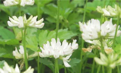 白车轴草的栽培要点