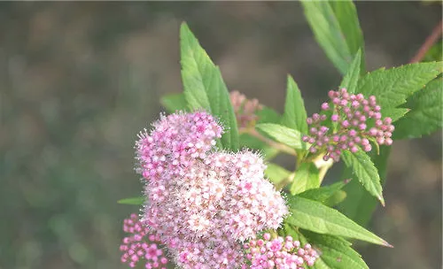 粉花绣线菊的品种简介