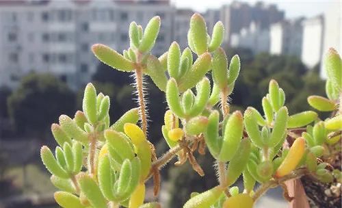 枝干番杏的品种简介