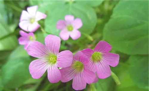 红花酢浆草的栽培要点