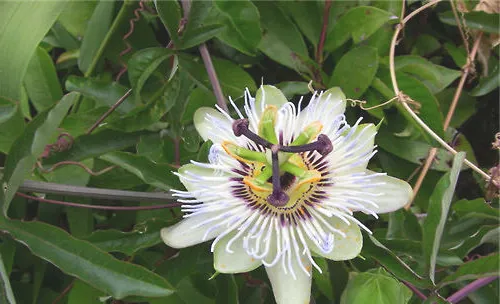 时钟花的品种简介