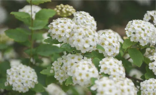 麻叶绣线菊的品种简介