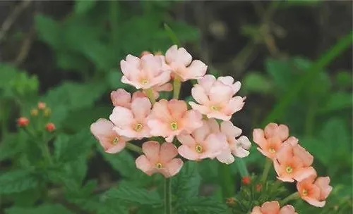 美女樱的养护管理