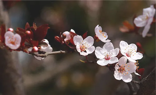 紫叶李的栽培要点