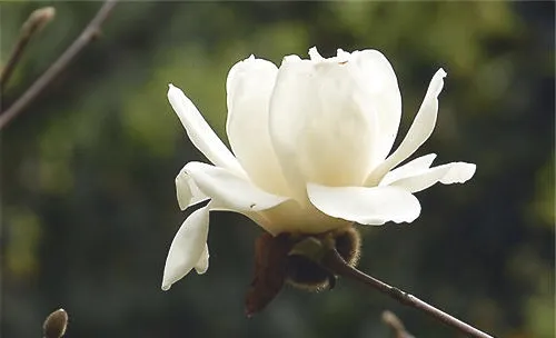 木兰花的外形特点及品种简介