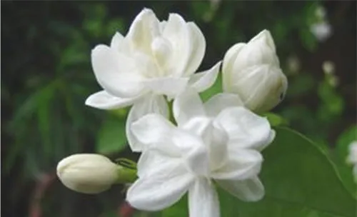 盆栽茉莉花的六种修剪方法