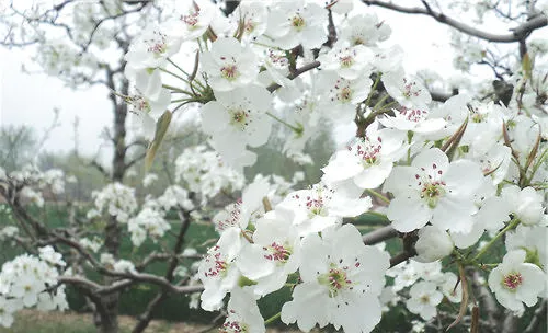 梨花的栽培要点