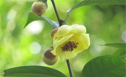 金茶花的种植要点