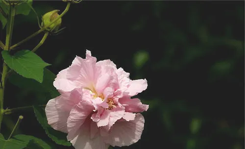 木芙蓉的栽培环境及注意事项