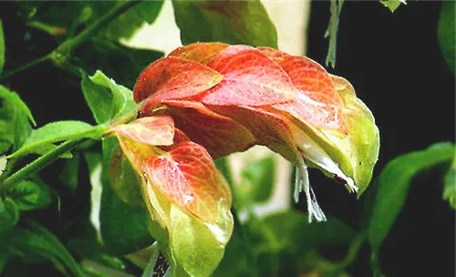 虾衣花的外形特点及夏季养护