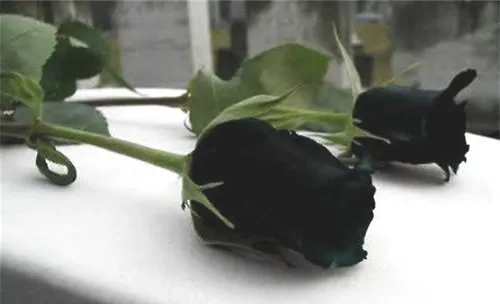 黑玫瑰的花语及特征介绍