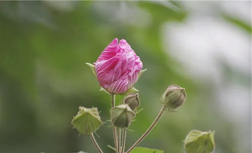 木芙蓉的栽培管理要点