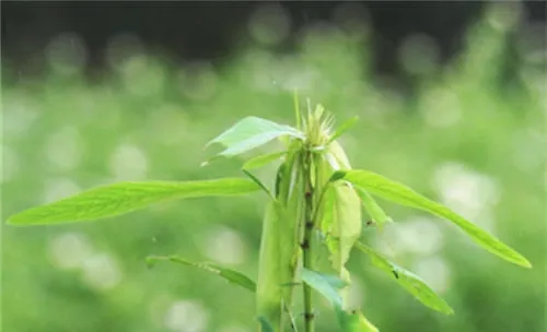 跳舞草的种子处理及催芽方法