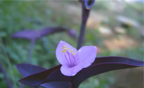 不同颜色的紫罗兰的花语介绍