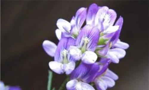 夏季如何加强紫花苜蓿的田间管理