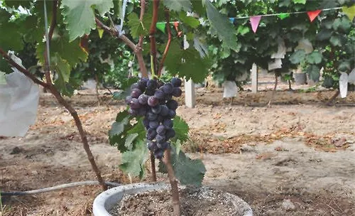 冬季盆栽葡萄的注意事项