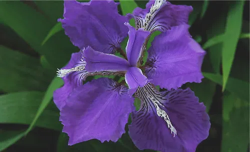 鸢尾花的花语介绍