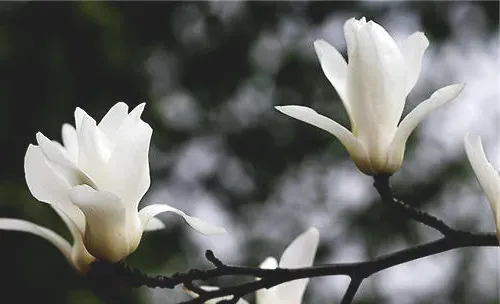 木本花卉的施肥要点