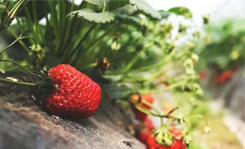 家庭种植草莓的方法介绍