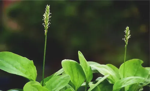 车前草的药用价值