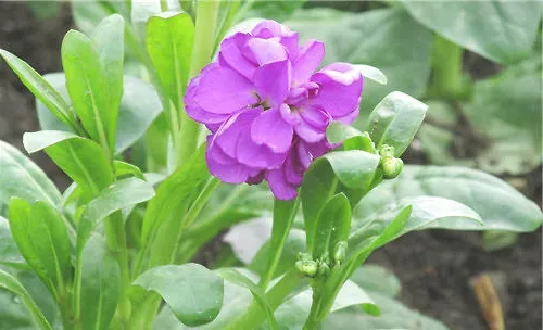 如何让紫罗兰四季开花