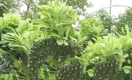 麒麟掌的作用及栽培技巧