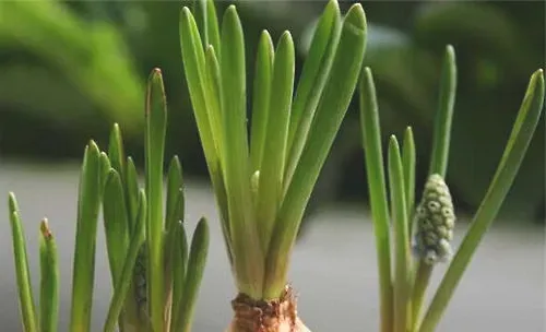 发现花卉植物徒长怎么办