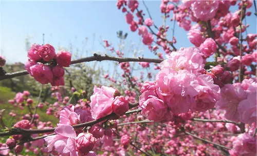 碧桃冬季修剪方法介绍