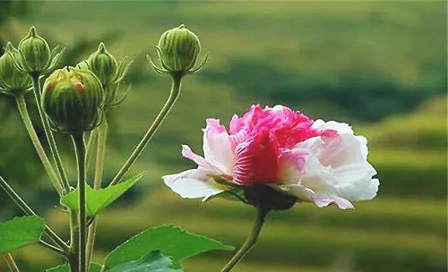 木芙蓉的栽培方法介绍