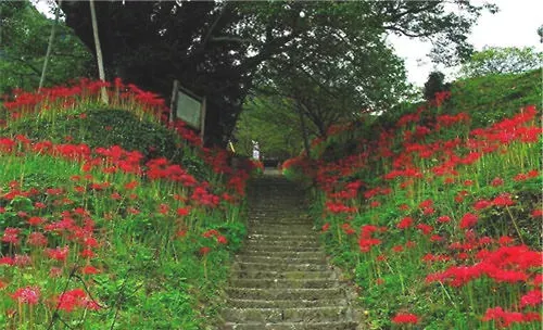 彼岸花的栽培与管理方法