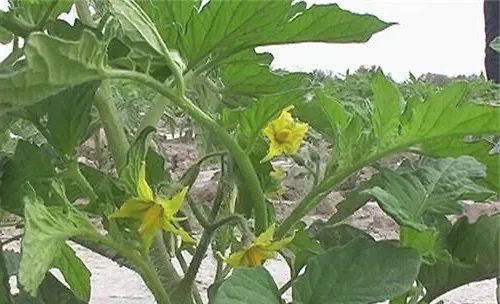 西红柿的花期管理及注意事项