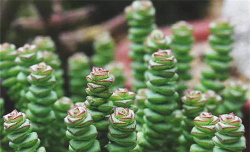 不同季节多肉的采光需求