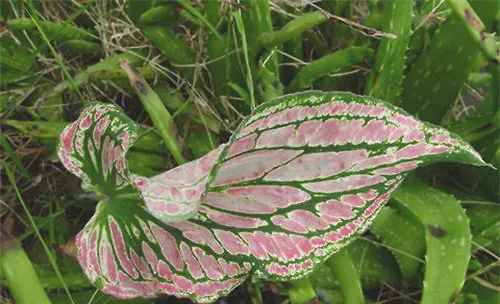 花叶芋的栽培要点与秋后管理