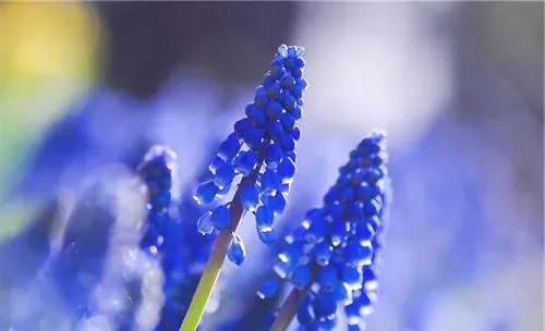 鼠尾草的播种及育苗方法