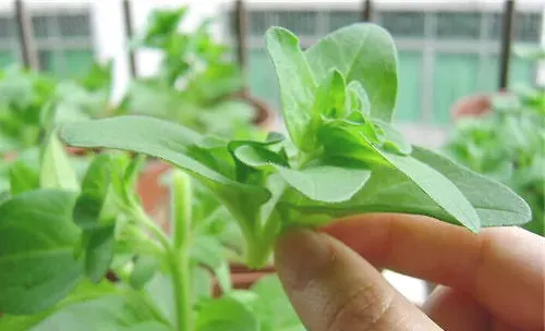 给植物摘心的目的与注意事项