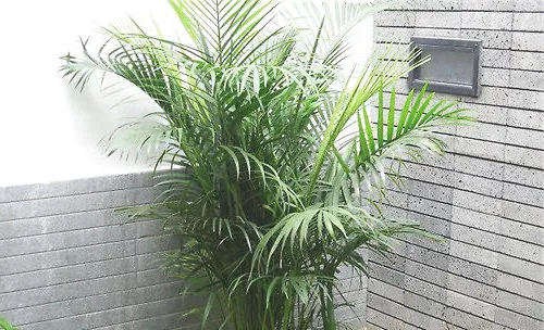 凤尾竹的栽培与繁殖要点