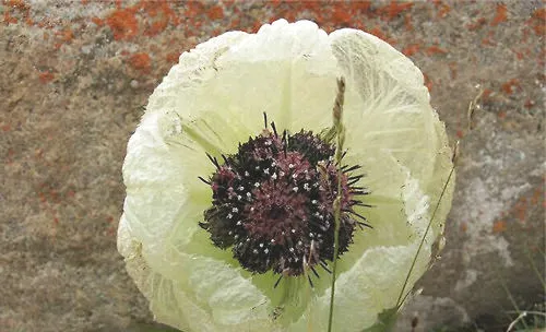 如何栽培天山雪莲花